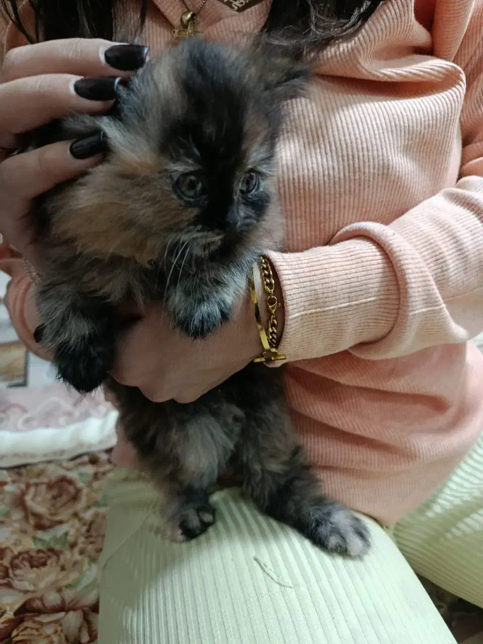 فروش بچه گربه ماده بانژاد بریتیش|گربه|تنکمان, |دیوار