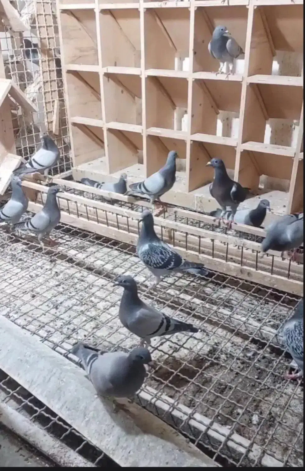 جوجه پلاکی|پرنده|اهواز, امانیه|دیوار