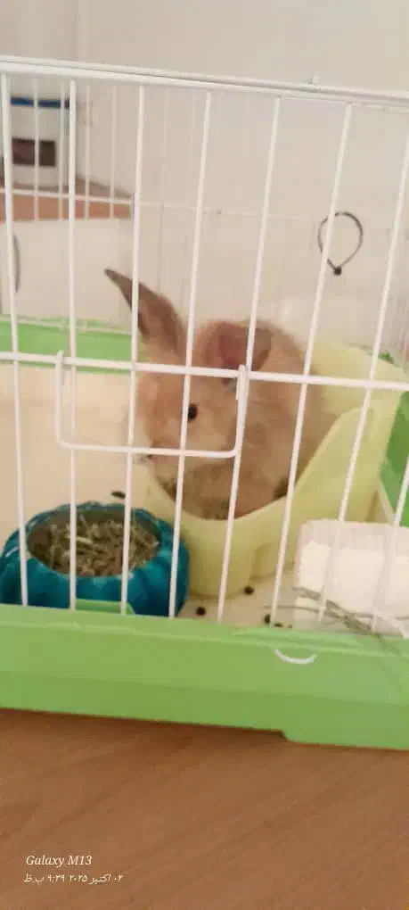 خرگوش|موش و خرگوش|قوچان, |دیوار