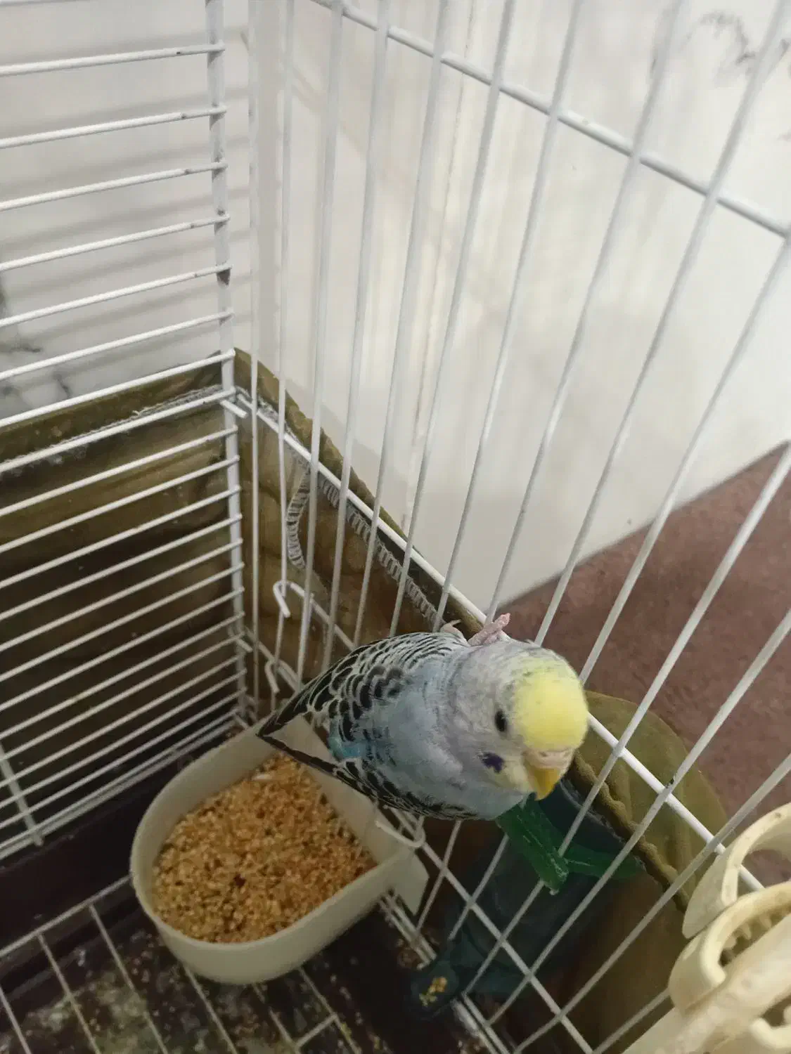 مرغ عشق دستی|پرنده|اردبیل, |دیوار