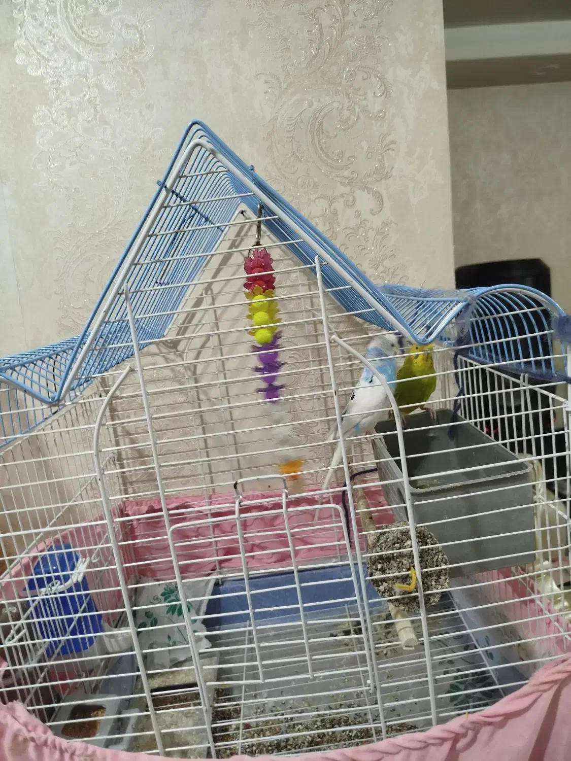 پرنده مرغ عشق|پرنده|چهاردانگه (تهران), |دیوار