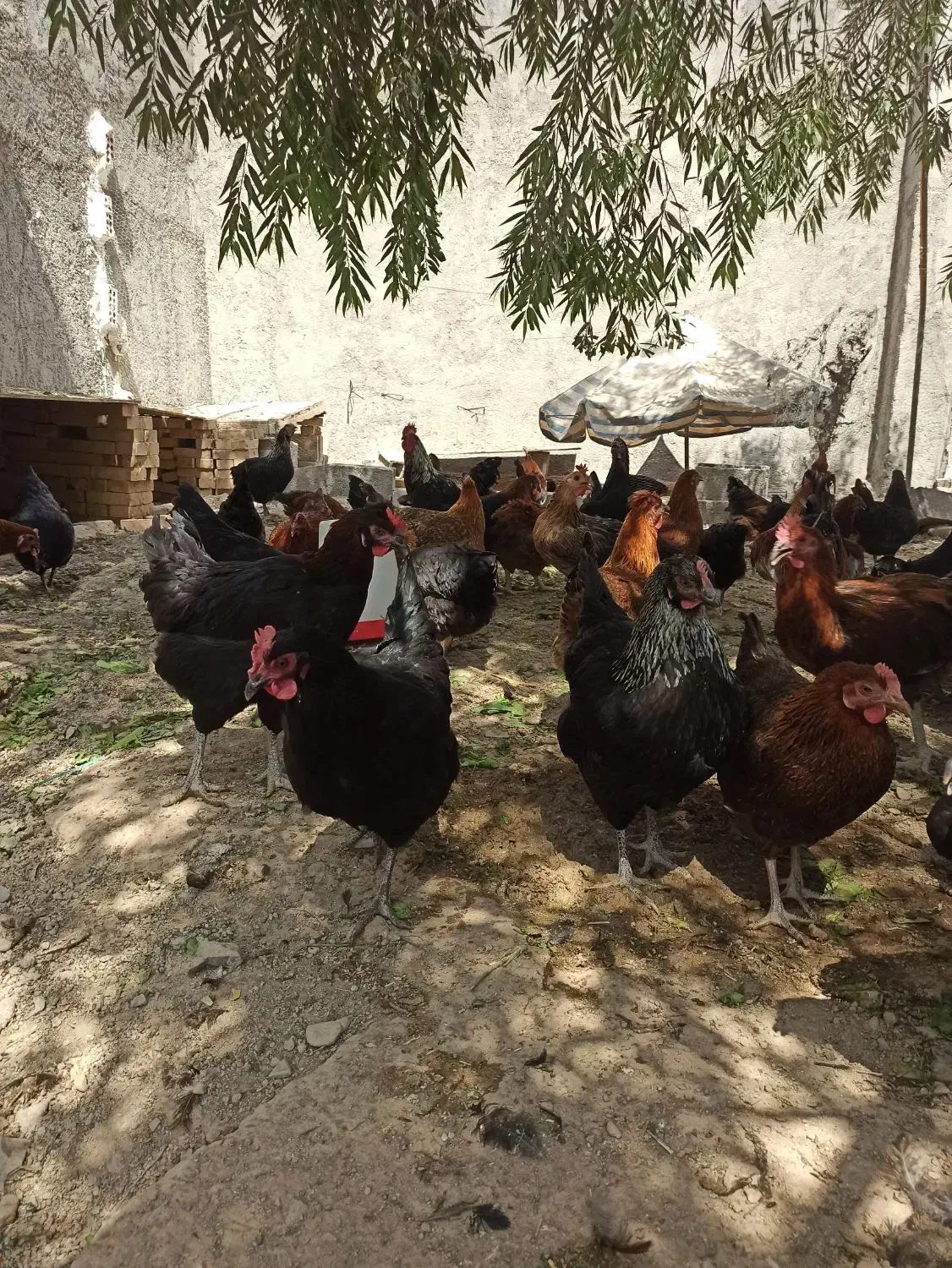 مرغ و خروس جوان|حیوانات مزرعه|خاوران, |دیوار