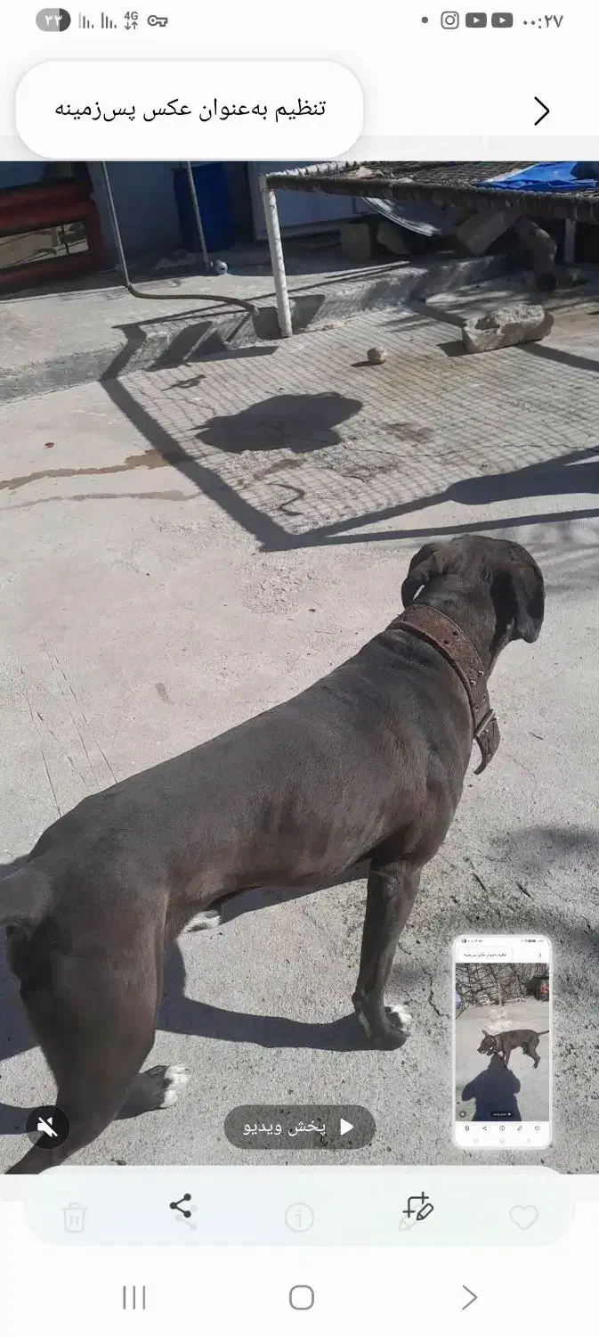 سگ پیتبول|سگ|مسجد سلیمان, |دیوار