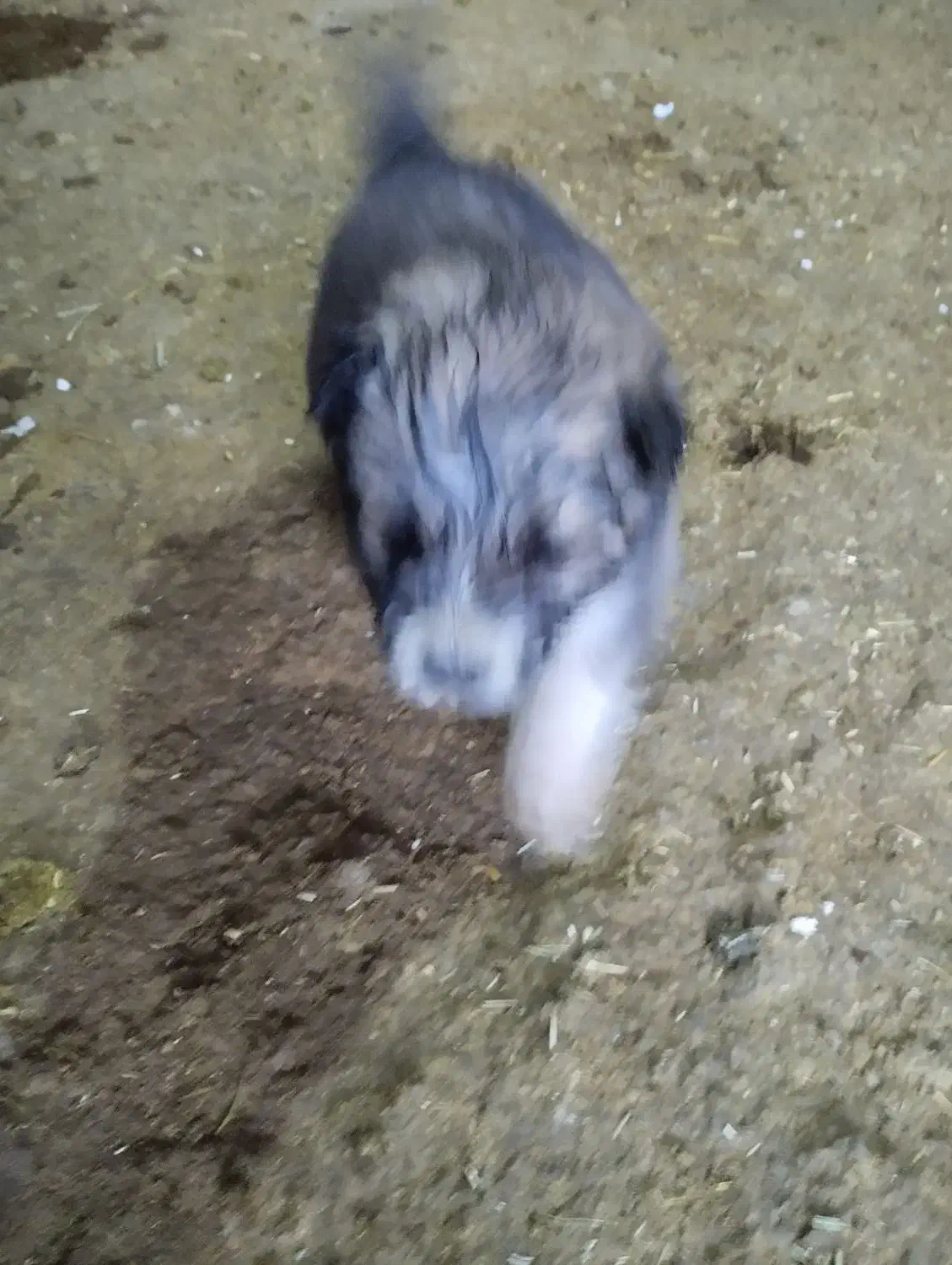 قهدریجان نر|سگ|اسدآباد, |دیوار