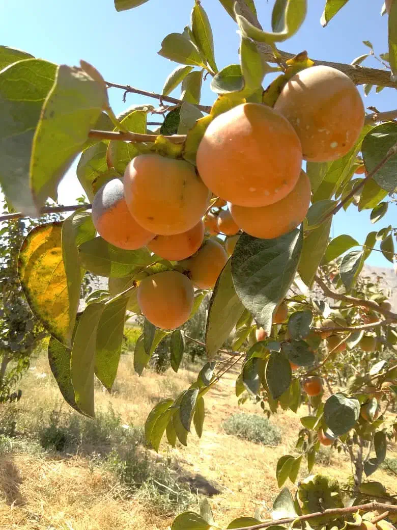اجاره و خرید میوه  . خرمالوهلو .سیب.انار.|خدمات باغبانی و درختکاری|شیراز, تاچارا|دیوار