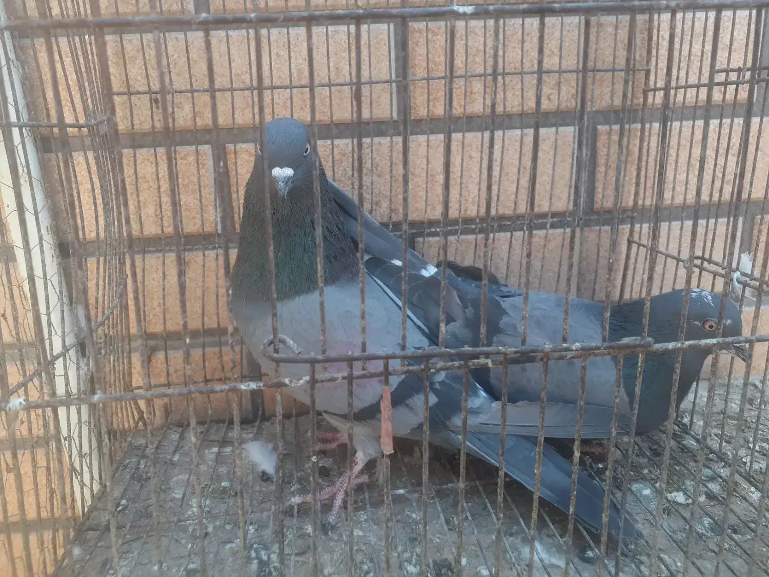 کبوتر نر عالی|پرنده|کاشان, مشکات|دیوار