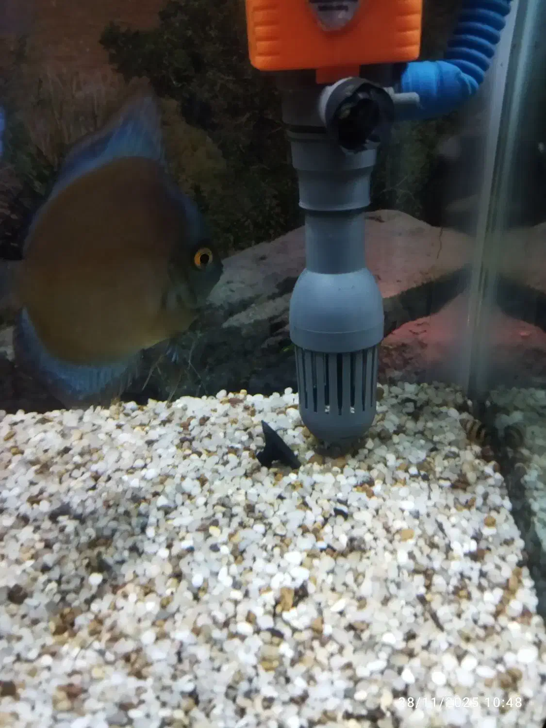 دیسکس ردکاور های بادی|ماهی|قم, در بهشت|دیوار