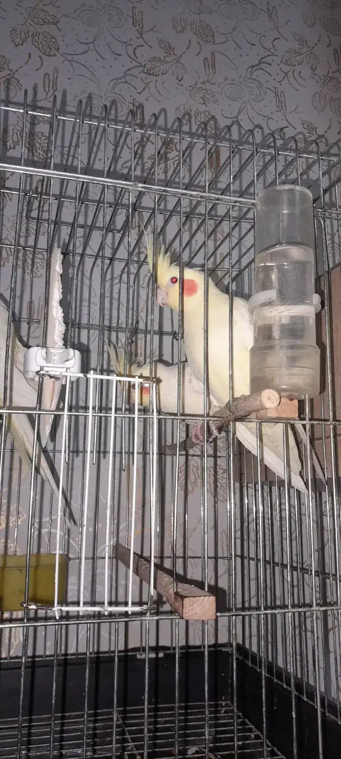 عروس پاریس|پرنده|حمیدیه, |دیوار