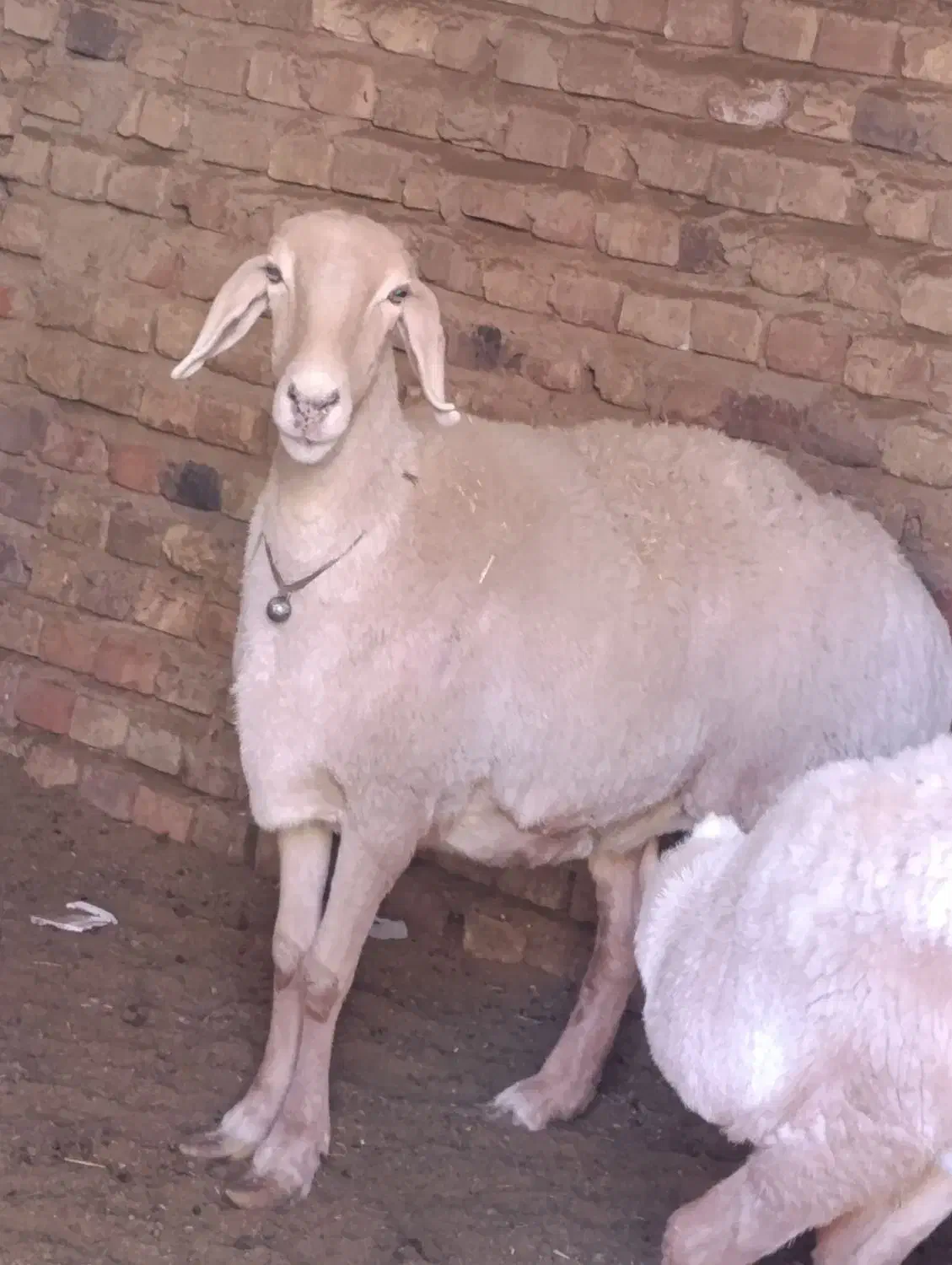 میش وبره بوری|حیوانات مزرعه|خاش, |دیوار