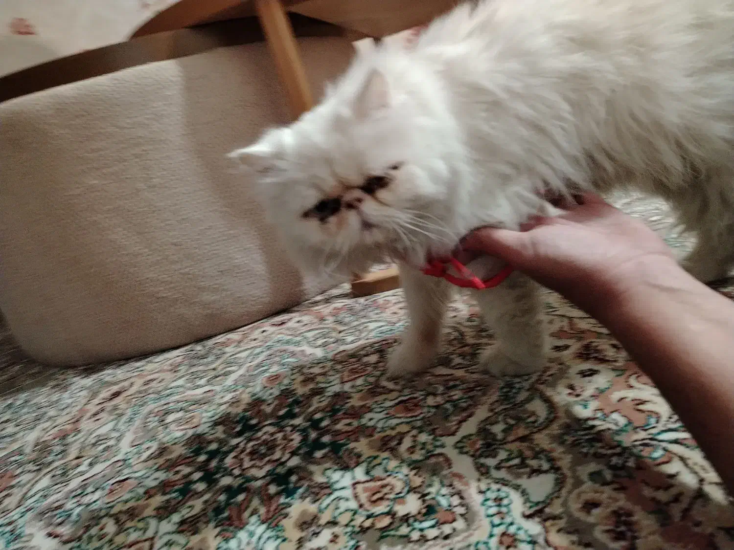 واگذاری گربه پرشین|گربه|کرج, عظیمیه|دیوار