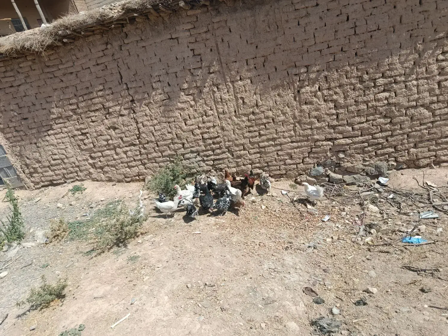 مرغ|حیوانات مزرعه|رودشت (چهارمحال و بختیاری), |دیوار
