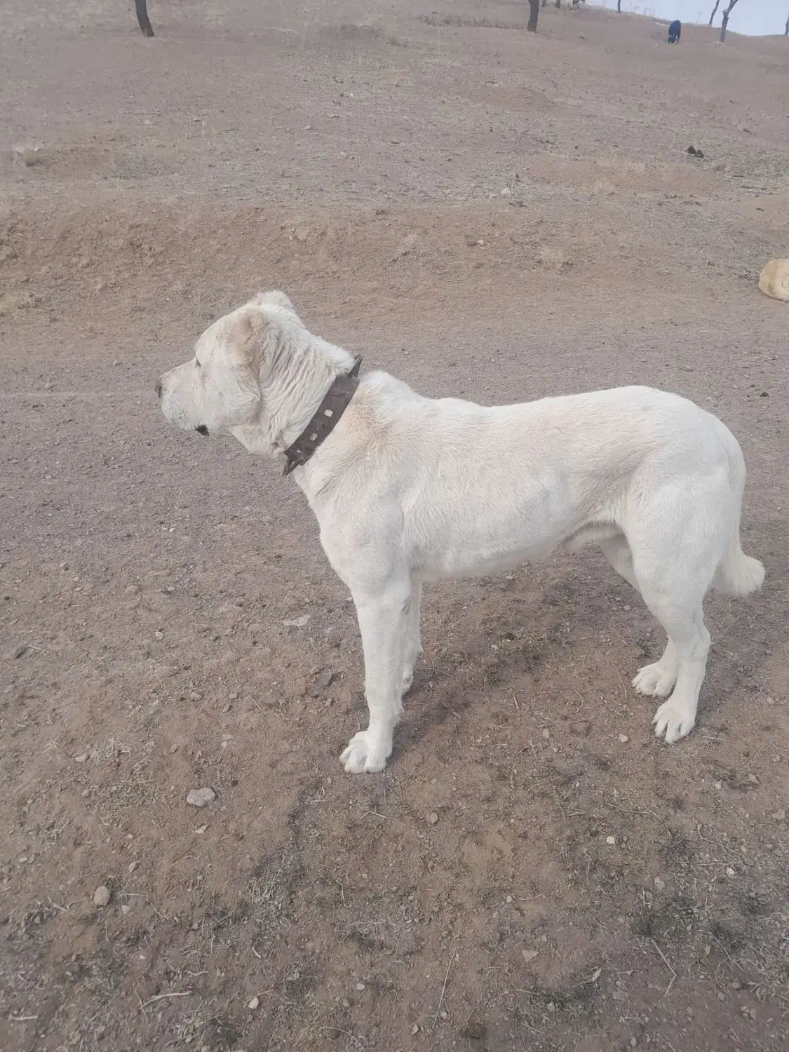 گمشده هرکس نشونی ازش بده مژدگانی دریافت میکنع|سگ|مشکان, |دیوار