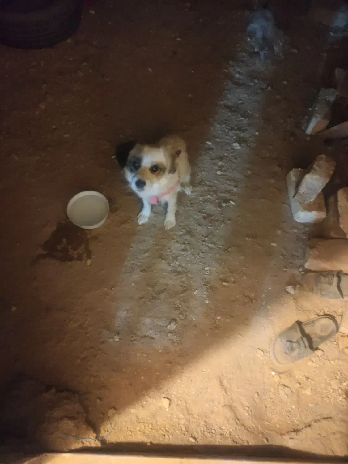 سگ  پاپی پامراشپیتز حرف گوش کن|سگ|مبارکه, |دیوار