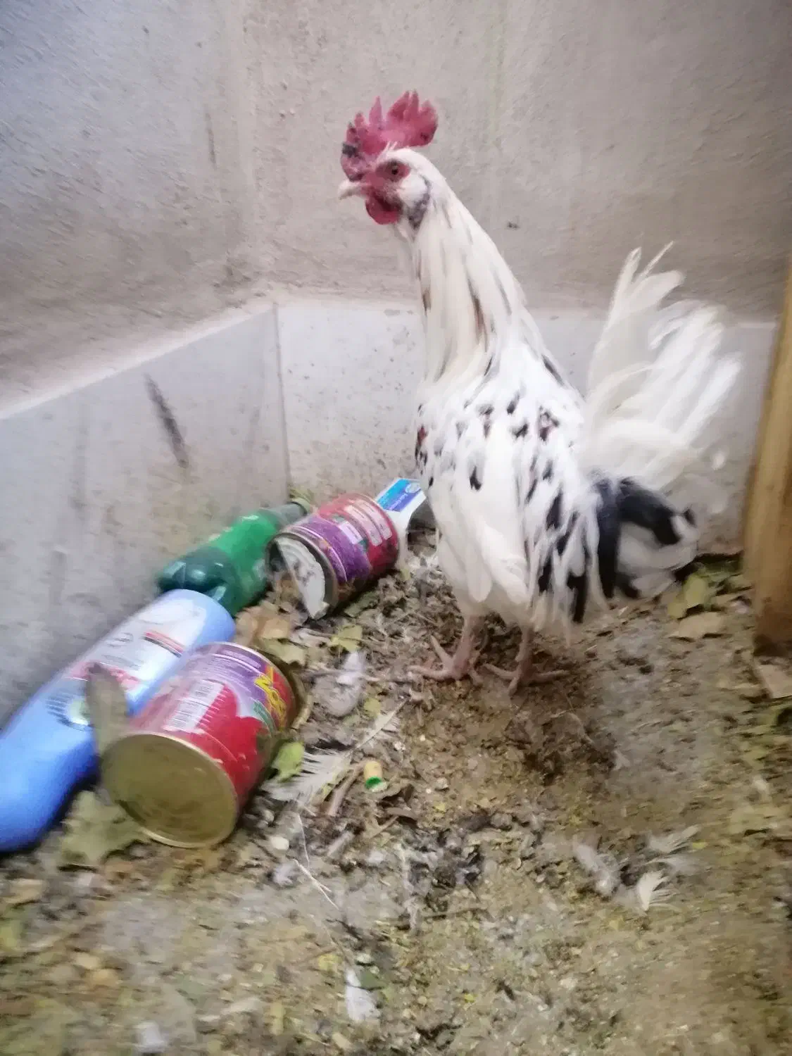 خروس گلین|حیوانات مزرعه|بردسیر, |دیوار