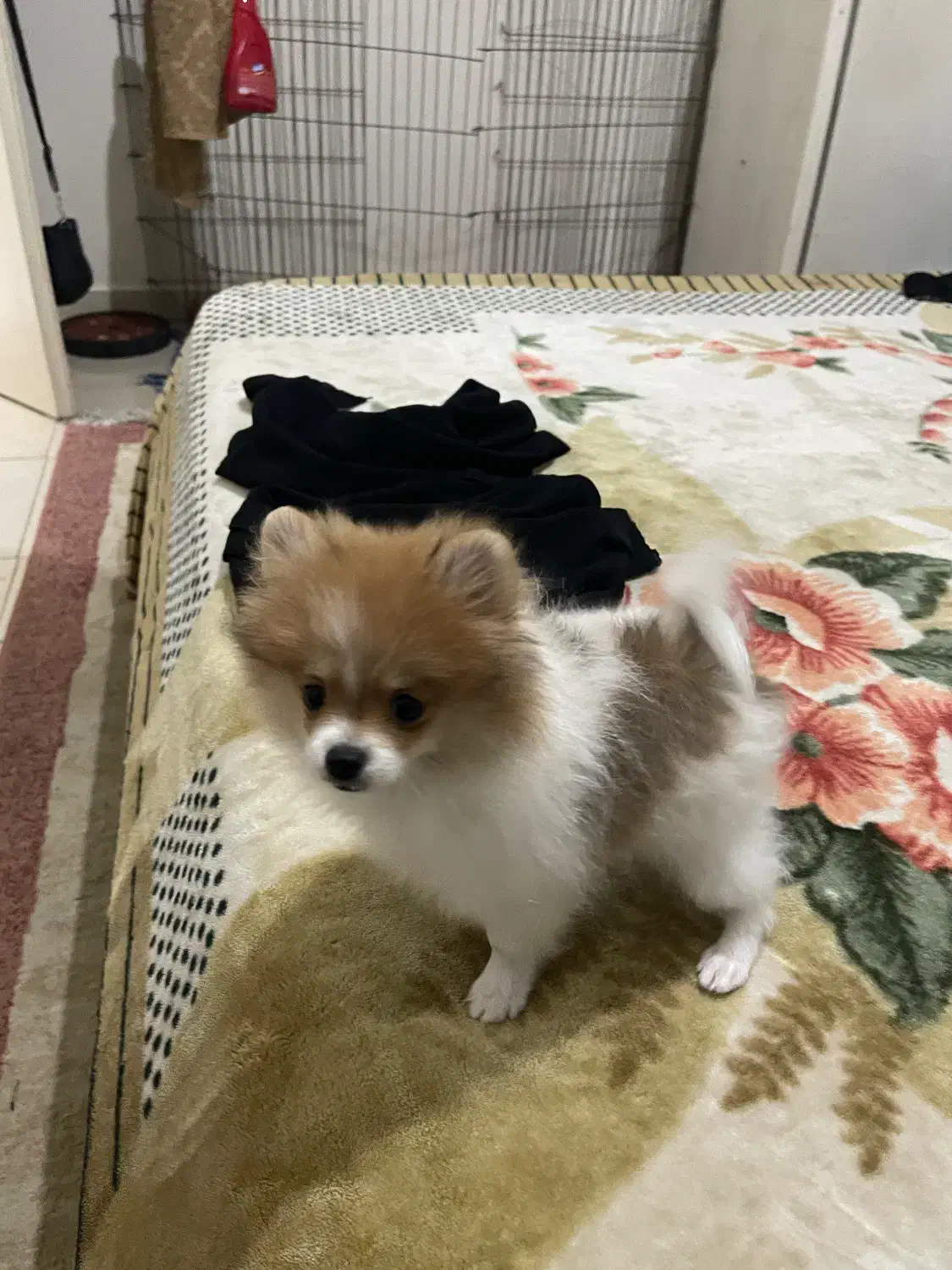 توله پامر خرسی|سگ|گرگان, |دیوار