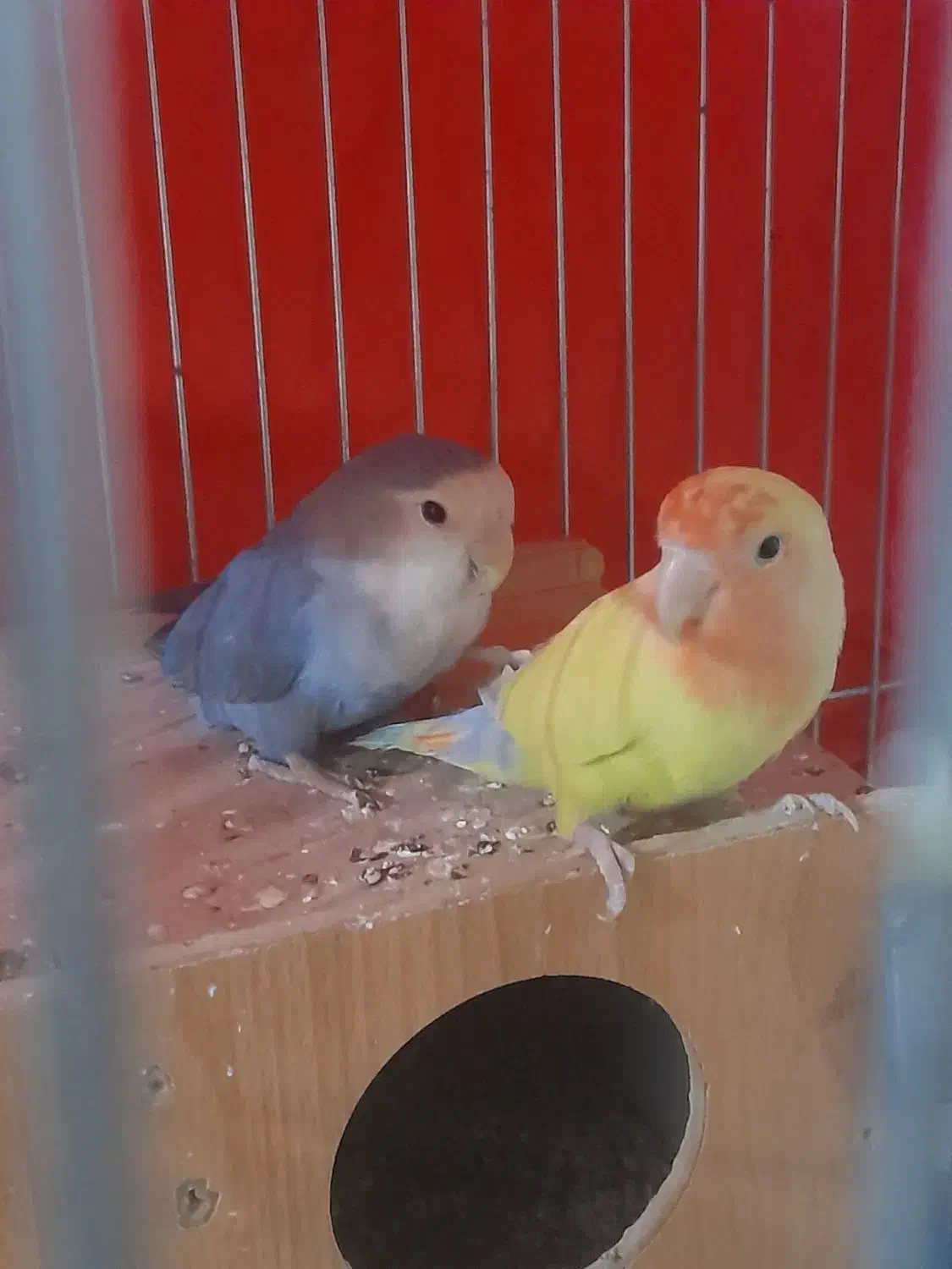 طوطی کوتوله|پرنده|تیران, |دیوار