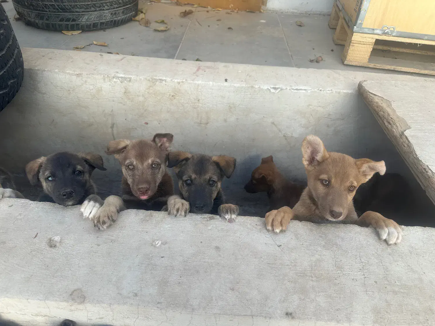 واگذاری توله های میکس هاسکی و پیتبول|سگ|کرج, عظیمیه|دیوار