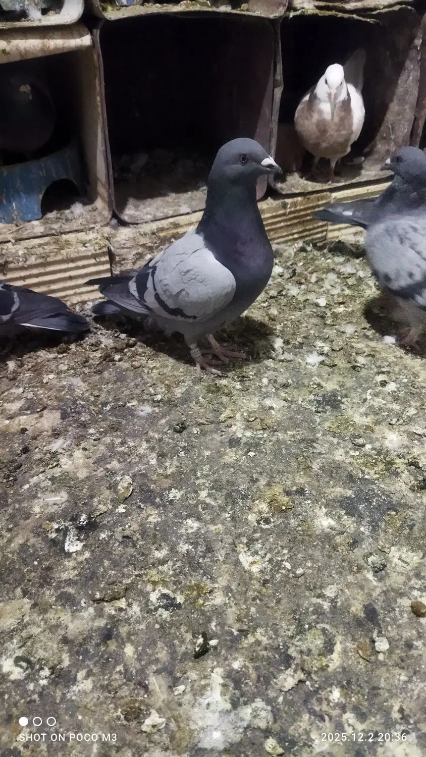 انواع پلاکی|پرنده|یاسوج, |دیوار