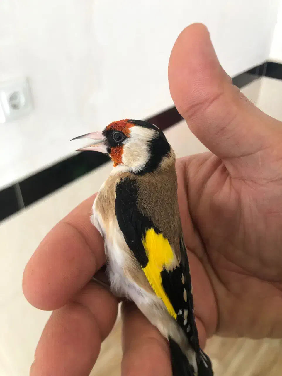 سهره نر|پرنده|مریوان, |دیوار