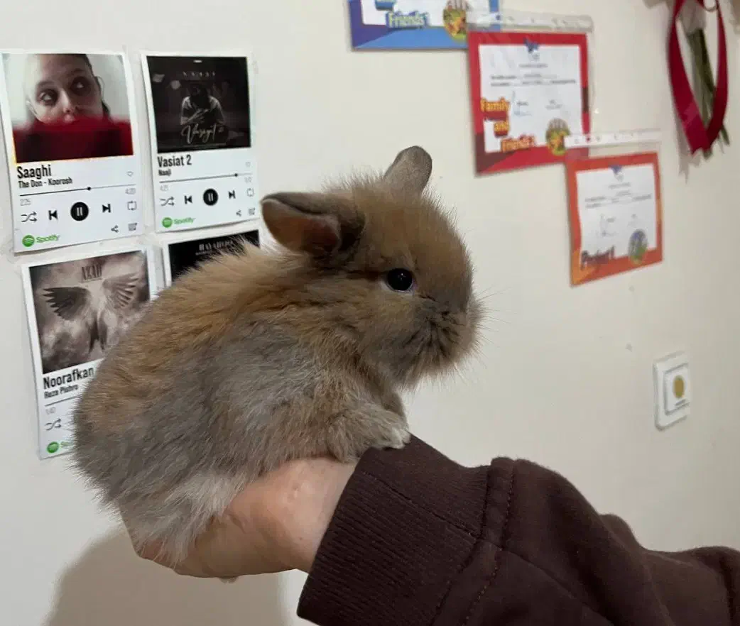 خرگوش|موش و خرگوش|تهران, باغ خزانه|دیوار