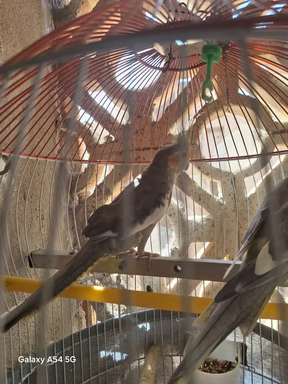 عروس هلندی|پرنده|محمدیه-قزوین, |دیوار