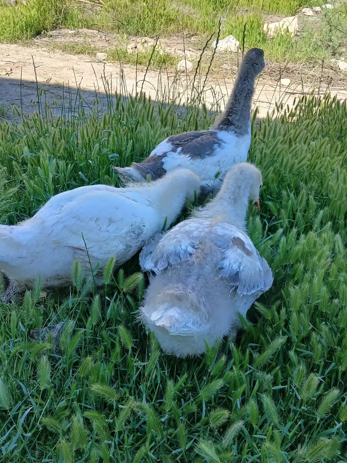 غاز|حیوانات مزرعه|آق قلا, |دیوار