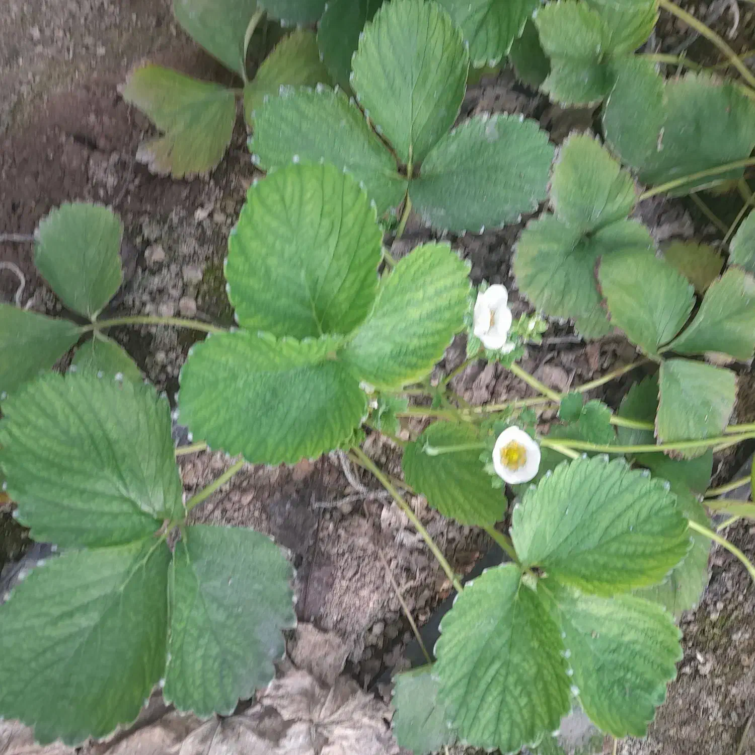 فروش نشای انواع توت فرنگی پاروس چهارفصل کاروسا|خدمات باغبانی و درختکاری|مشگین شهر, |دیوار