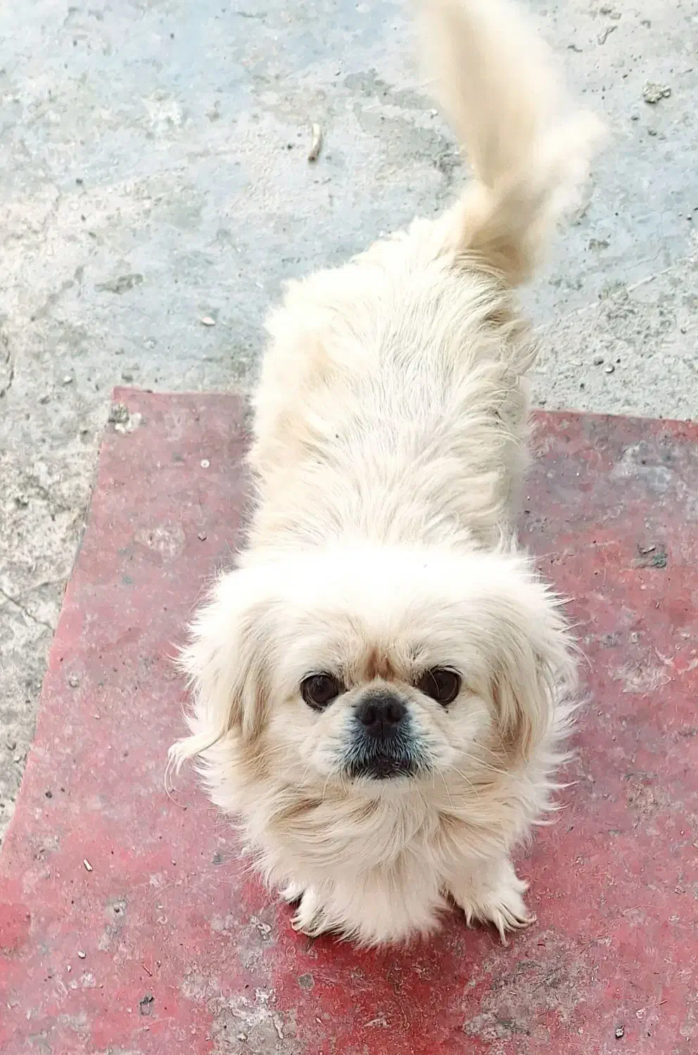 هاپوی خوشگل|سگ|کرمان, |دیوار