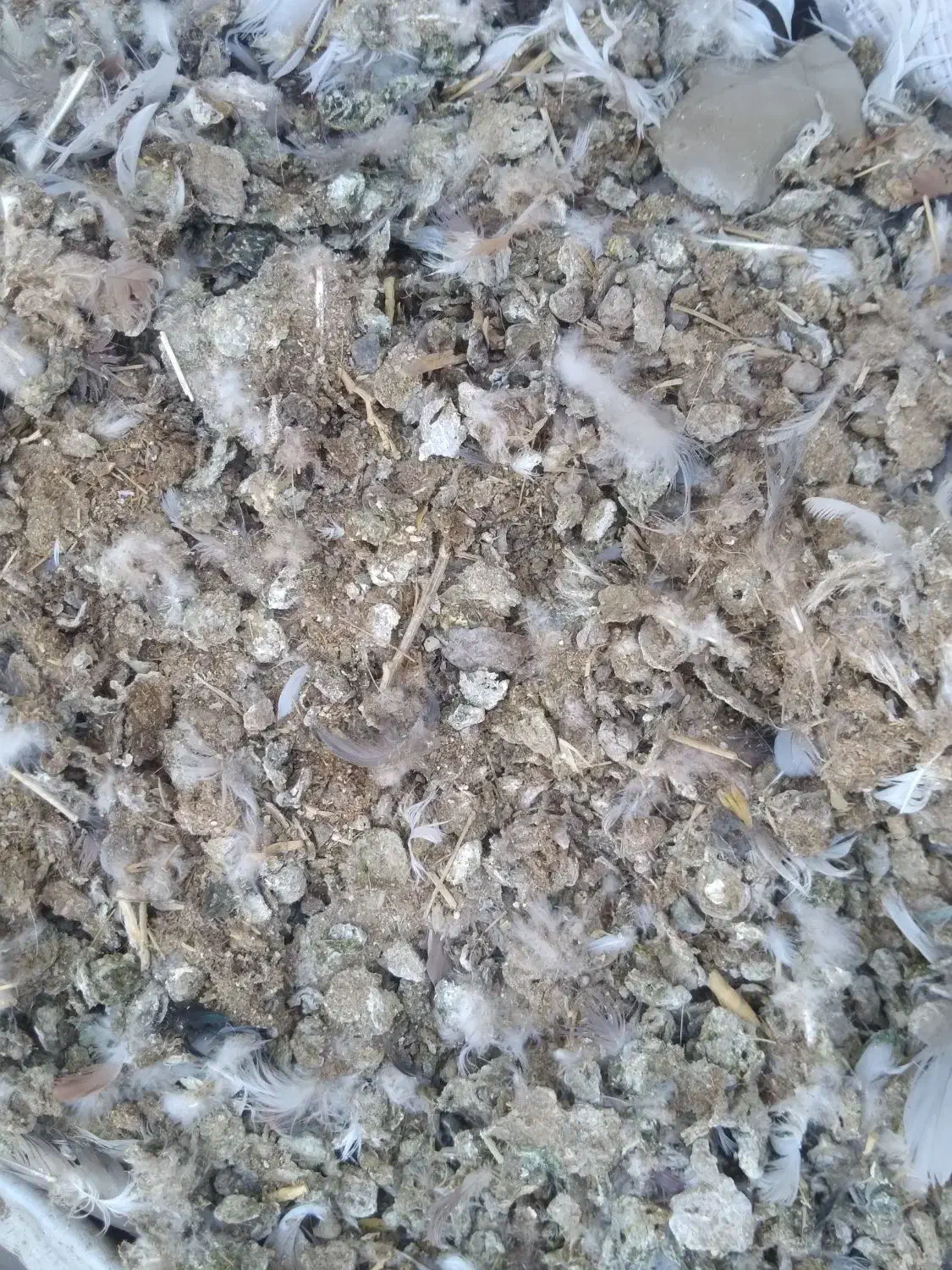 کود کبوتر،|خدمات باغبانی و درختکاری|ساوه, |دیوار