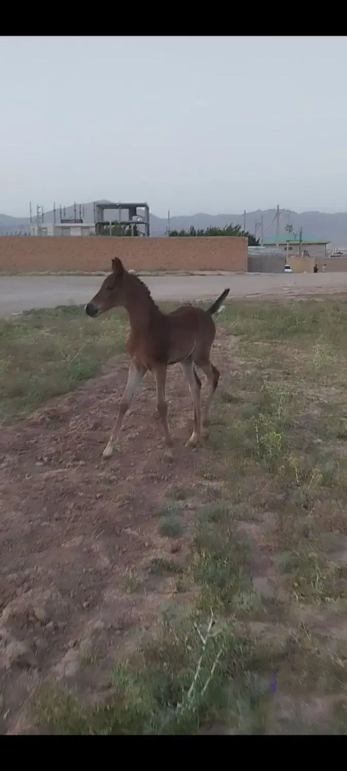 کره نریان عرب دوسر مدارک دار|اسب و تجهیزات اسب‌سواری|قیدار, |دیوار