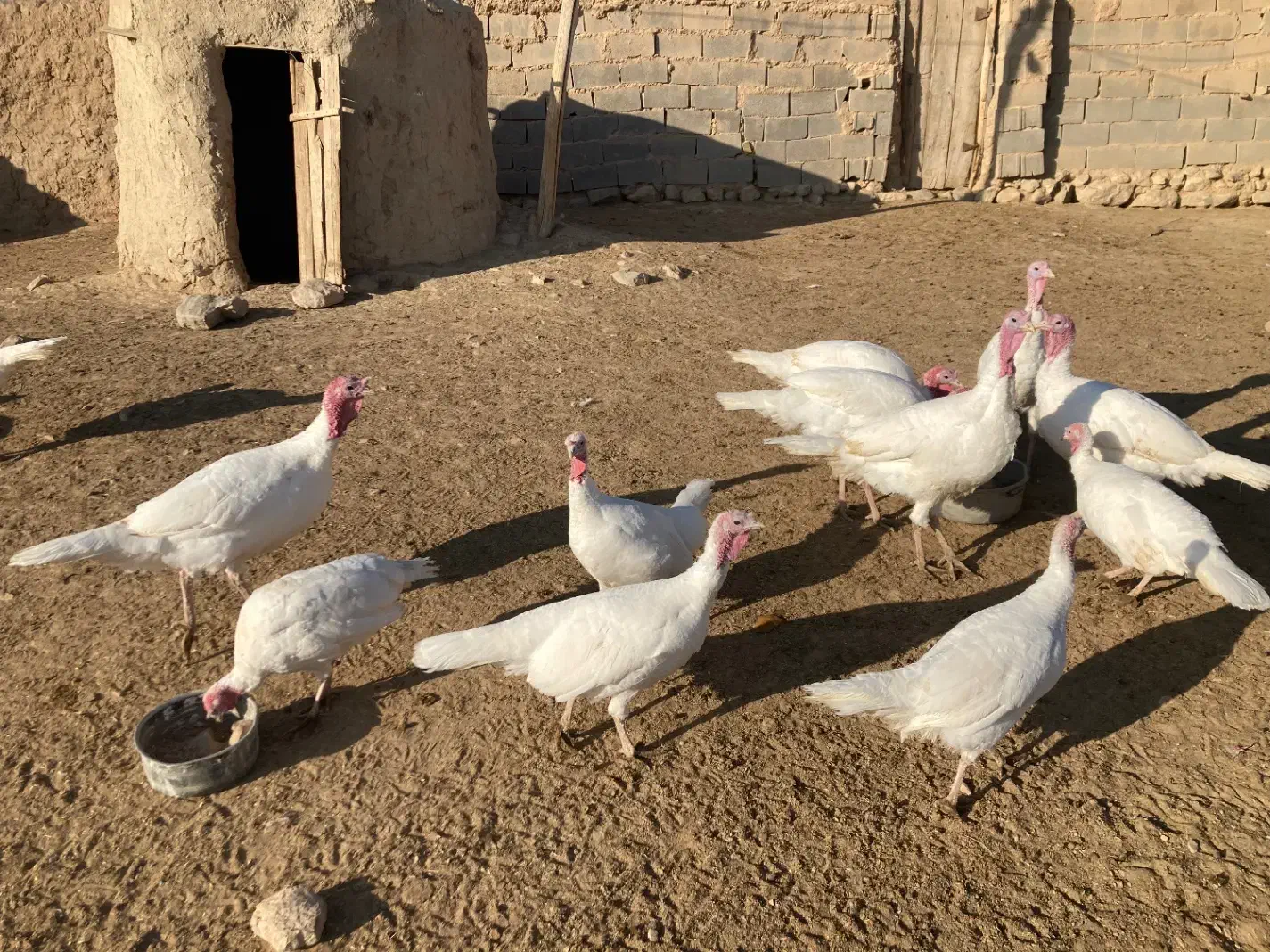 بوقلمون ماده|حیوانات مزرعه|شیروان (خراسان), |دیوار