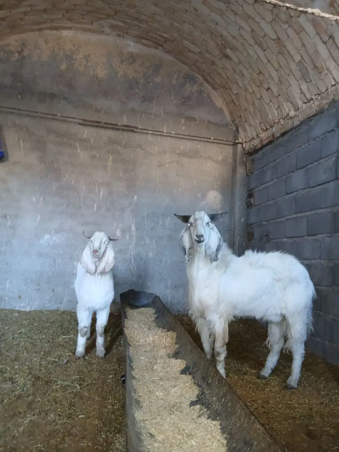 نربز جوان درشت جلورو|حیوانات مزرعه|ساوه, |دیوار