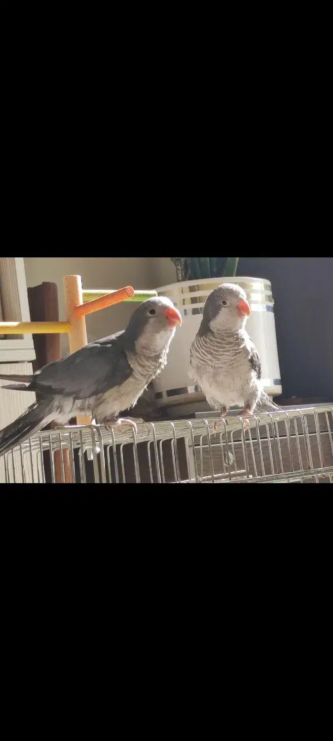 راهب رنگ خاص|پرنده|ری, فیروزآبادی|دیوار