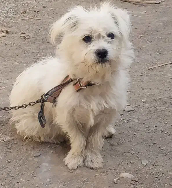 سگ شیتزو|سگ|شیروان (خراسان), |دیوار