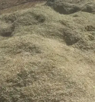 سلام حدود 60 الی 70 خروار کاه لوبیا فروشی|حیوانات مزرعه|خنداب, |دیوار