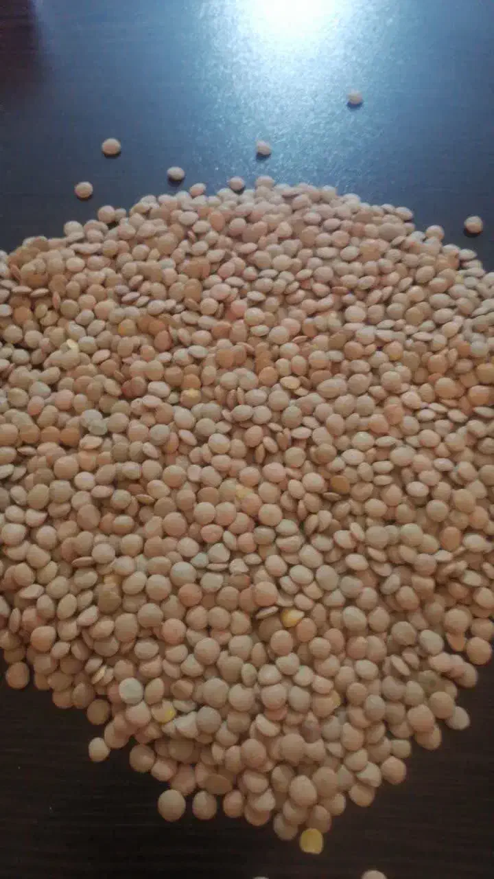 حبوبات درجه یک|خوردنی و آشامیدنی|تهران, ابوذر|دیوار