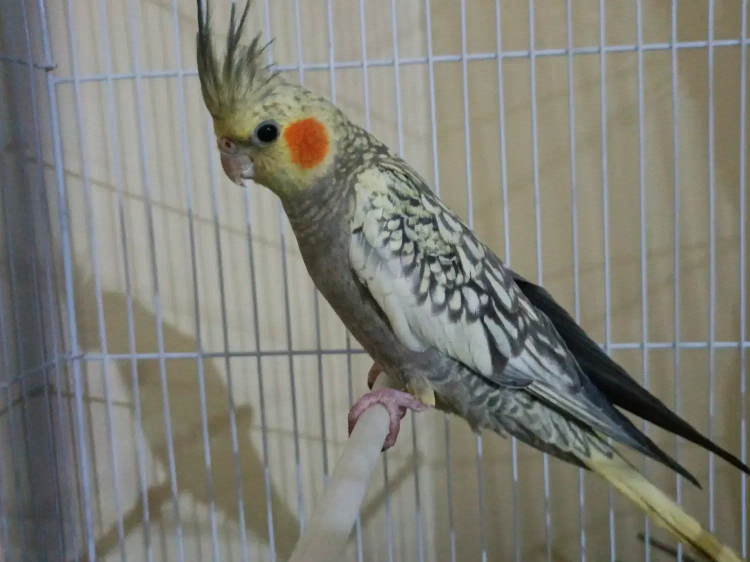 عروس هلندی|پرنده|تبریز, |دیوار