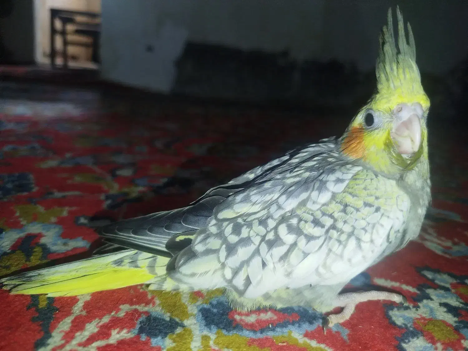 جوجه عروس هلندی|پرنده|مسجد سلیمان, |دیوار