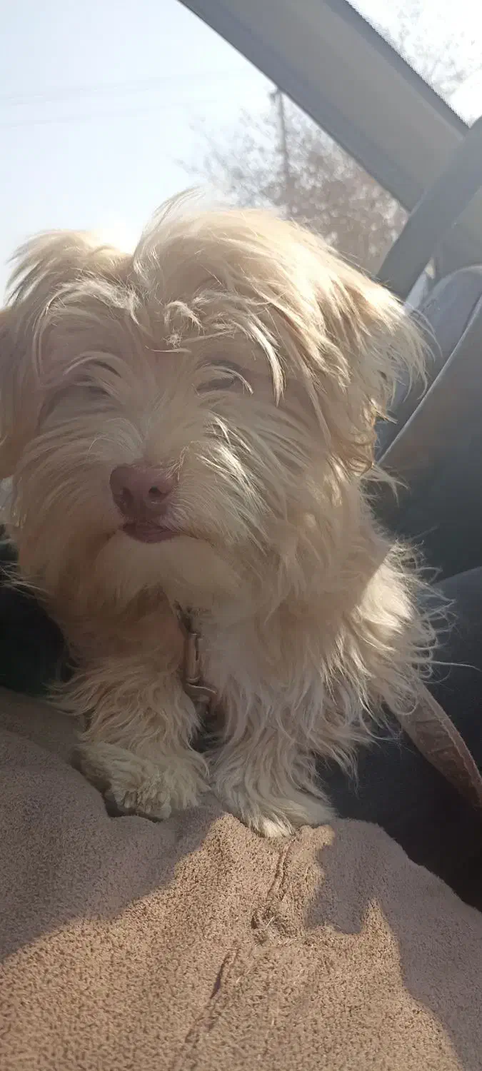 واگذاری شینزو|سگ|یزد, |دیوار