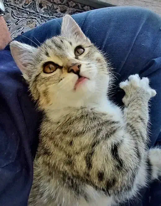 گربه|گربه|کرج, اتحاد|دیوار