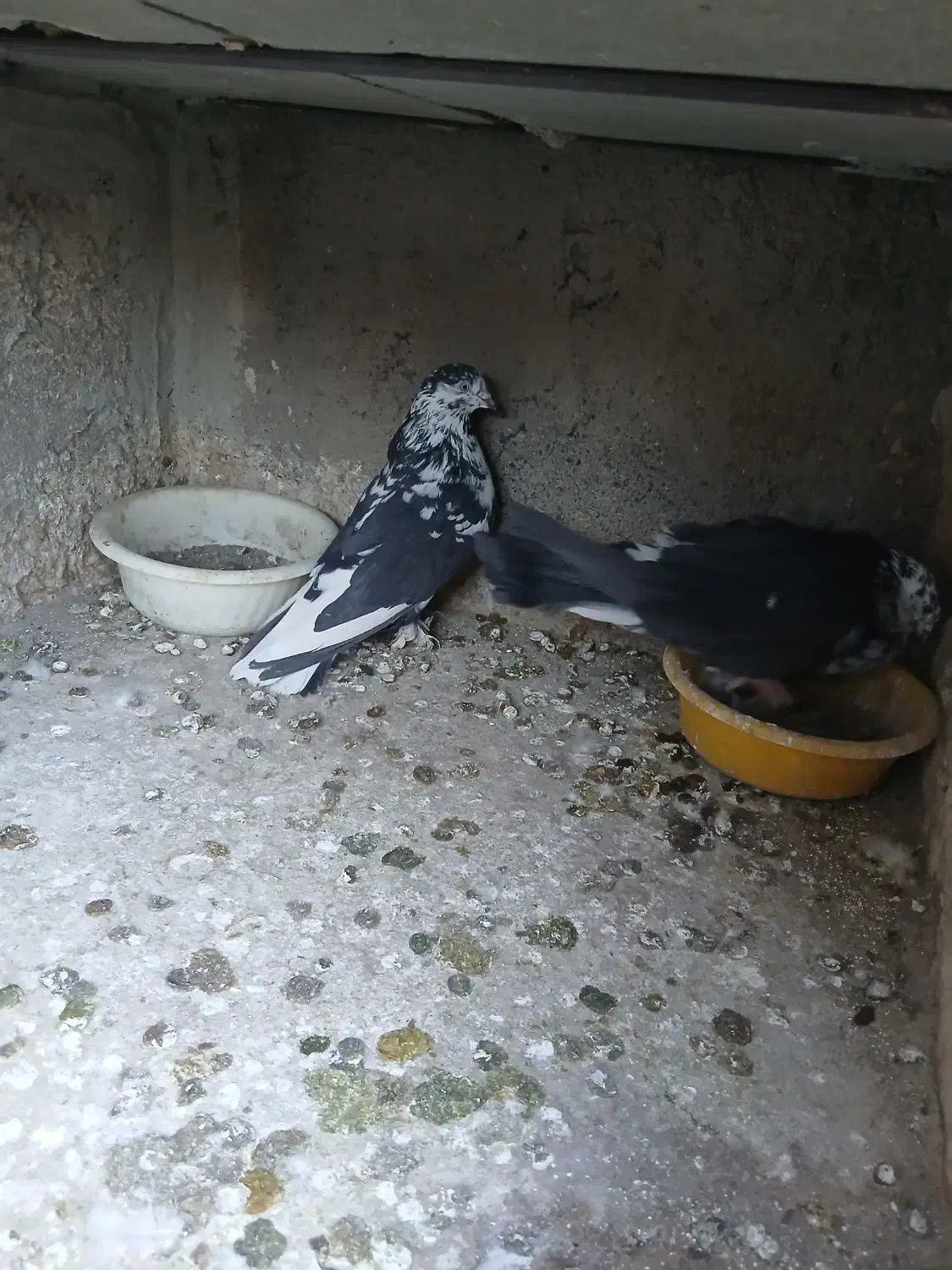 کفتر پرشی|پرنده|قم, کلهری|دیوار