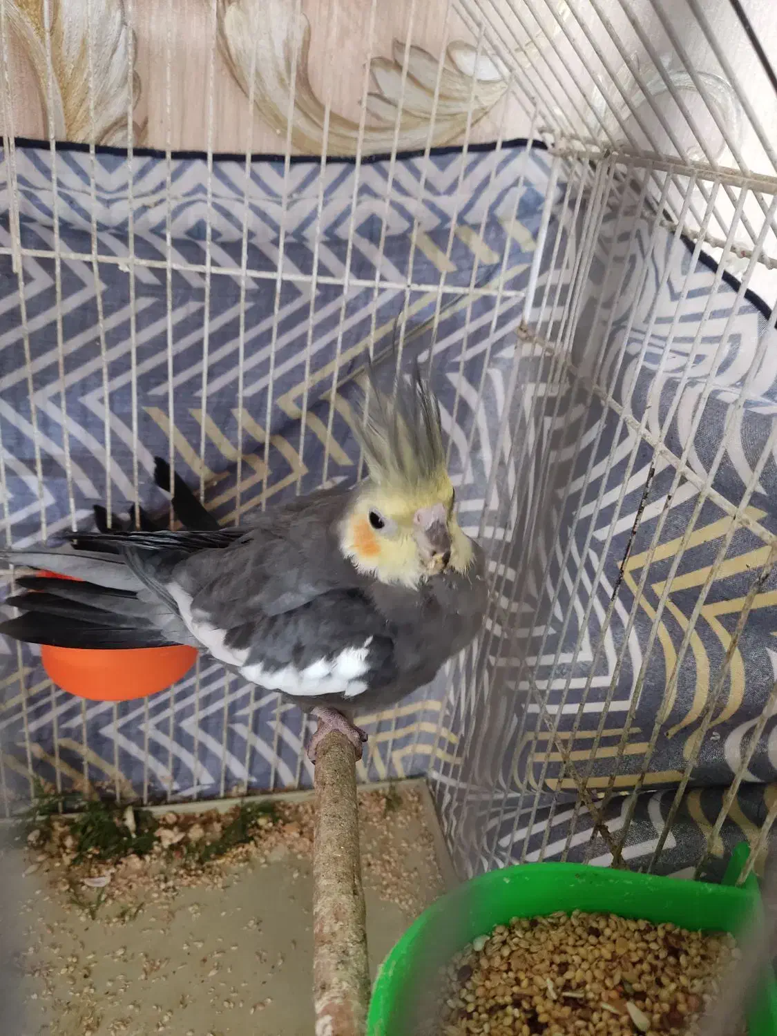 عروس هلندی نر|پرنده|مشهد, چهارچشمه|دیوار