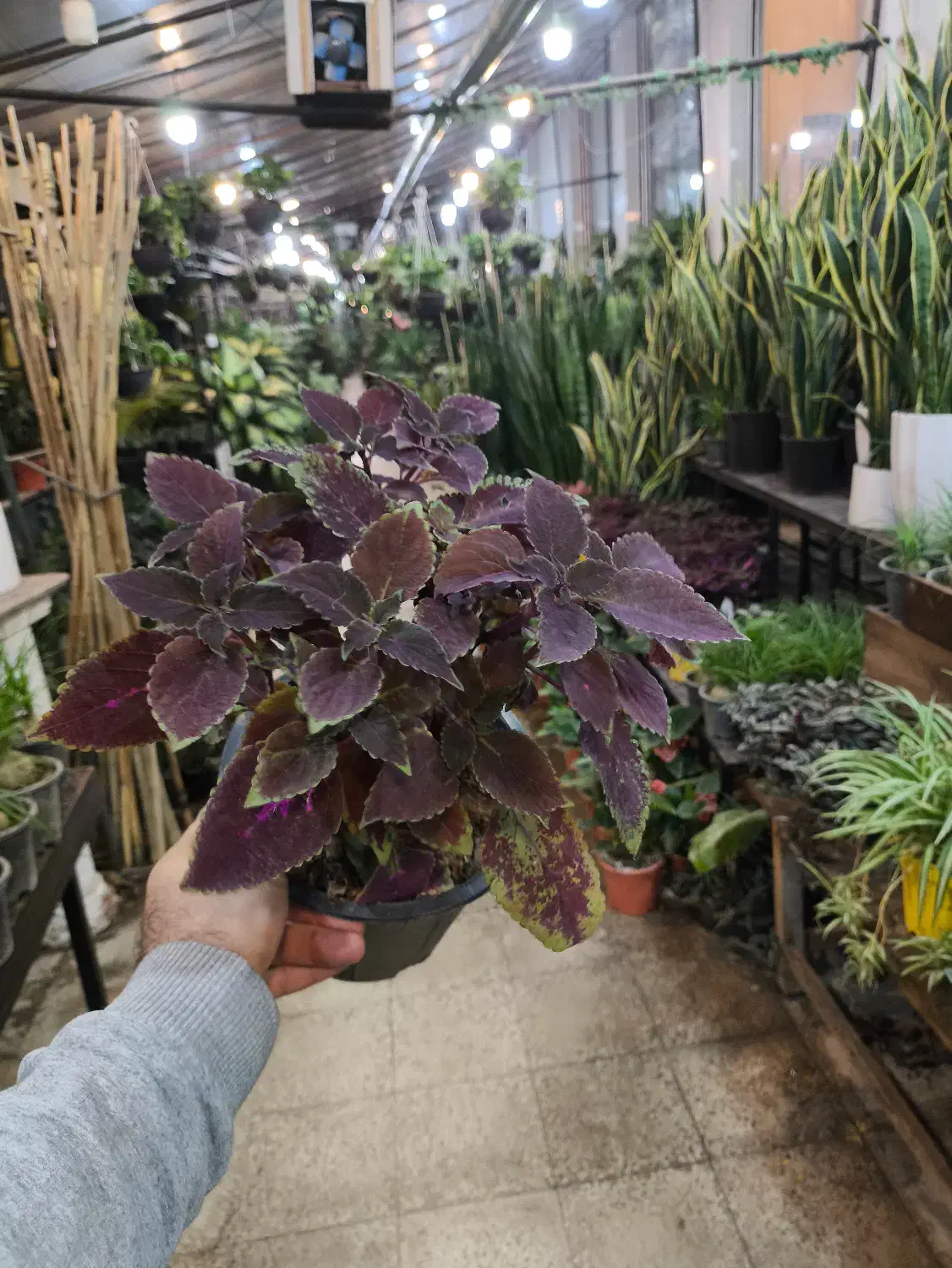 گل و گیاه آپارتمانی حسن یوسف|گل و گیاه طبیعی|تهران, عبدلآباد|دیوار