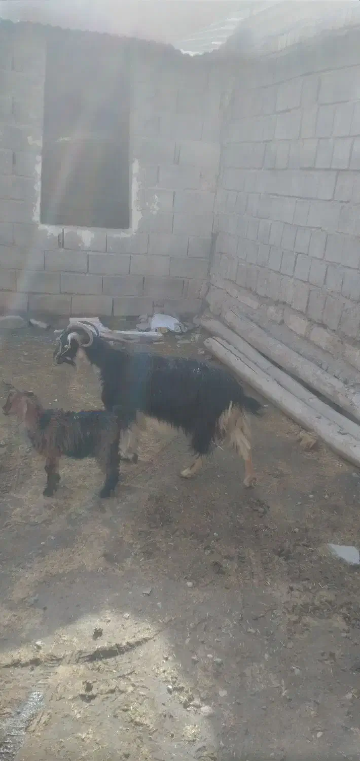 بز و بزغاله|حیوانات مزرعه|بیستون, |دیوار