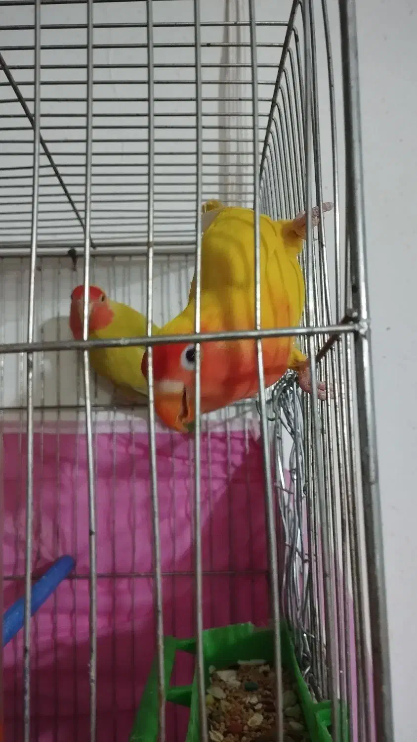 فروش جفت مولد کوتوله زرد آماده تخمگذاری|پرنده|فردوس (خراسان), |دیوار