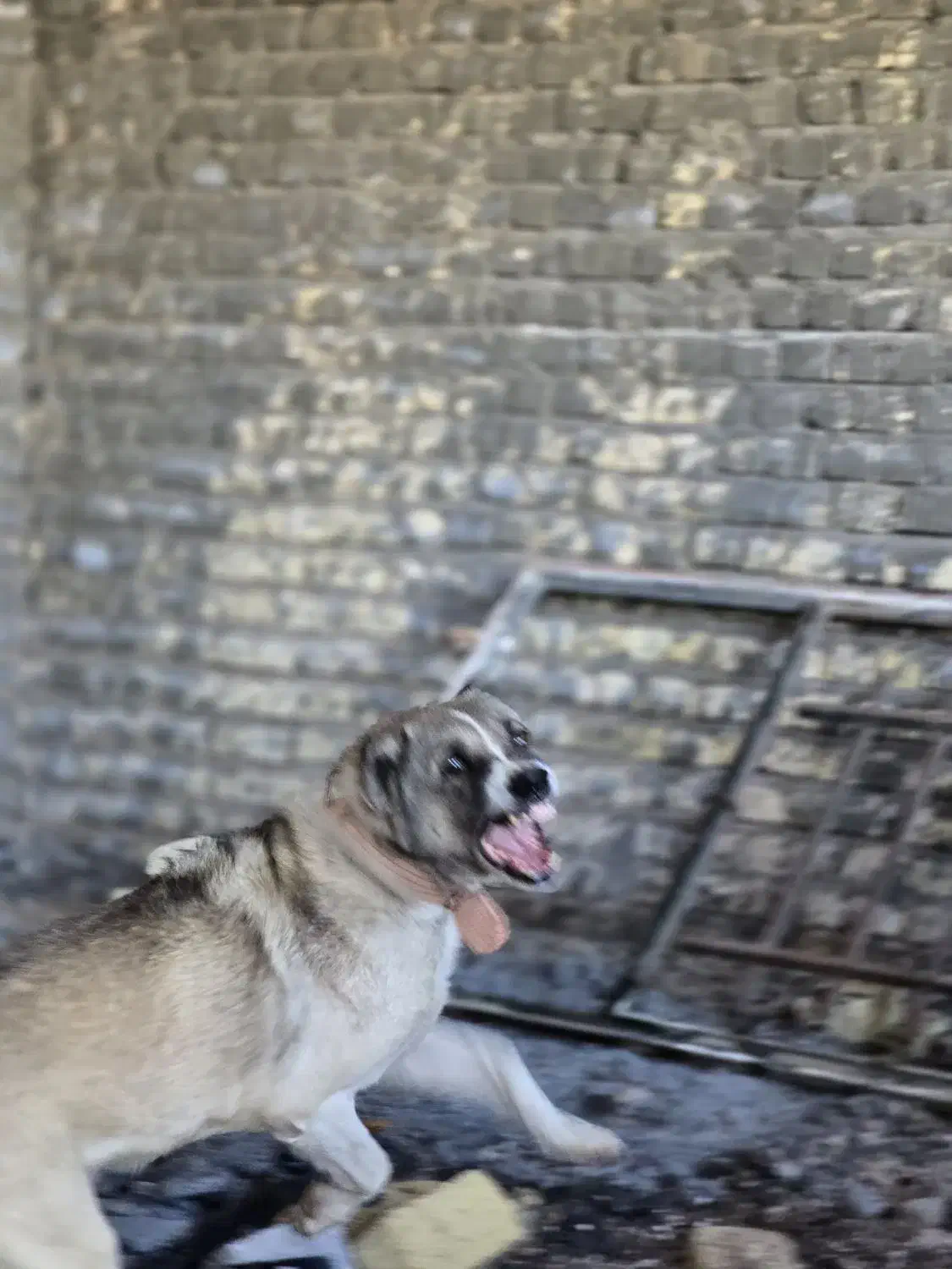 سگ درجه یک|سگ|برخوار, |دیوار