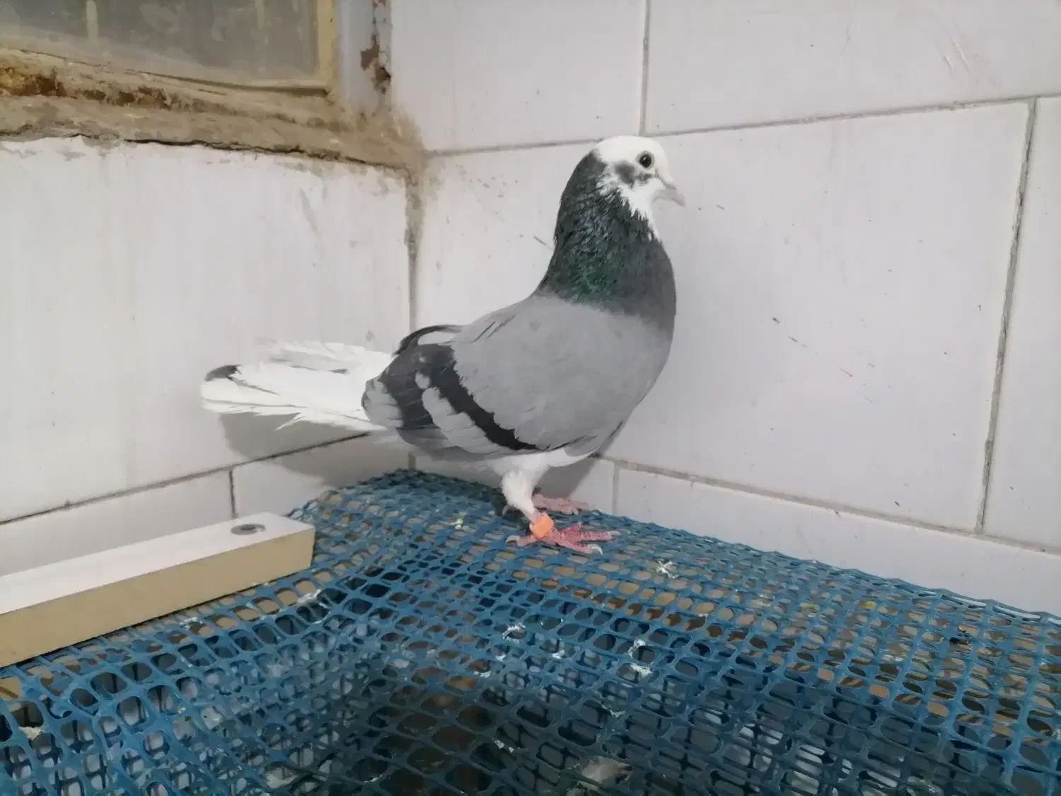 کفتر|پرنده|یزد, |دیوار