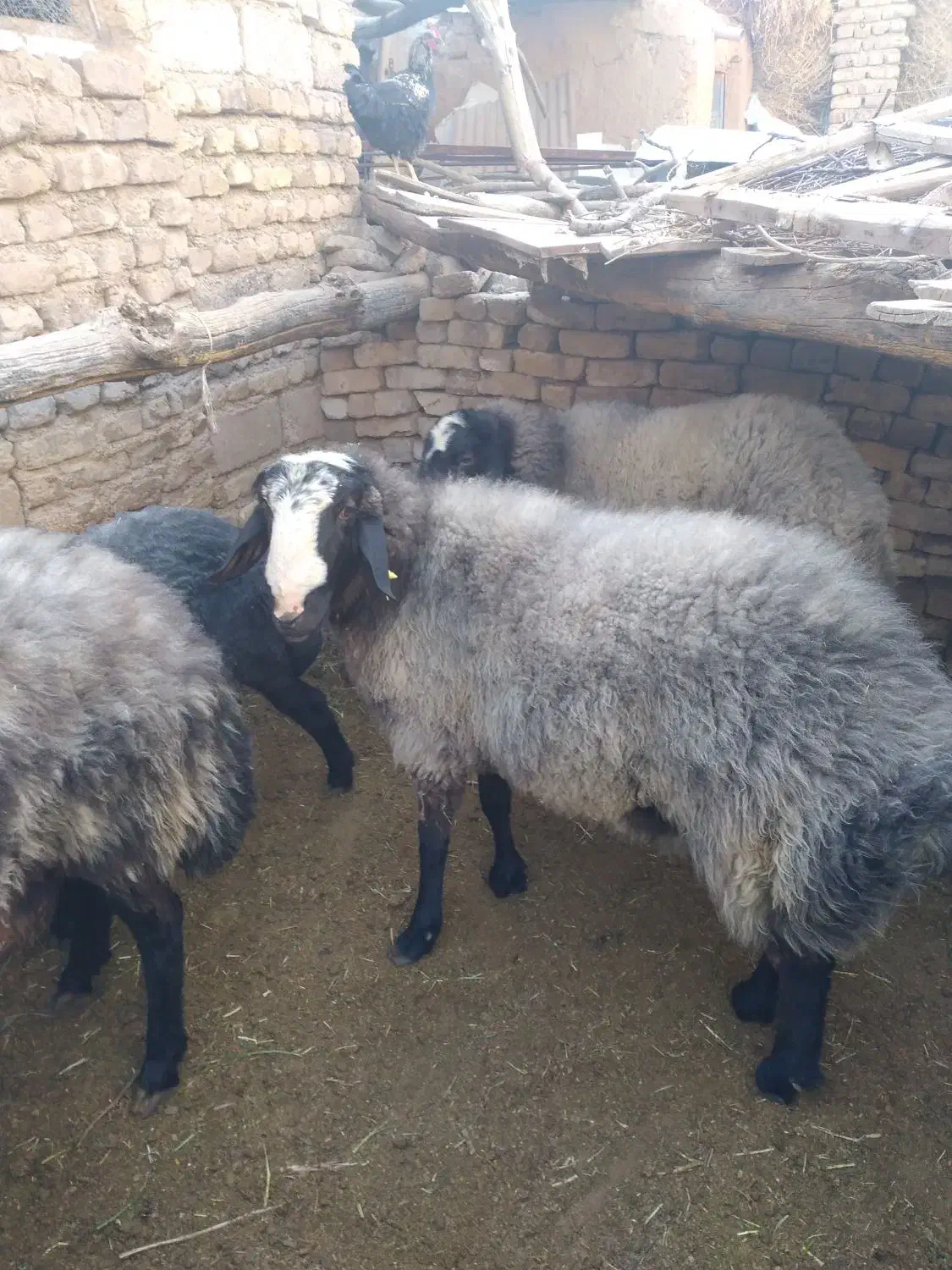 شیشک قوچ شالی|حیوانات مزرعه|ضیاء آباد, |دیوار