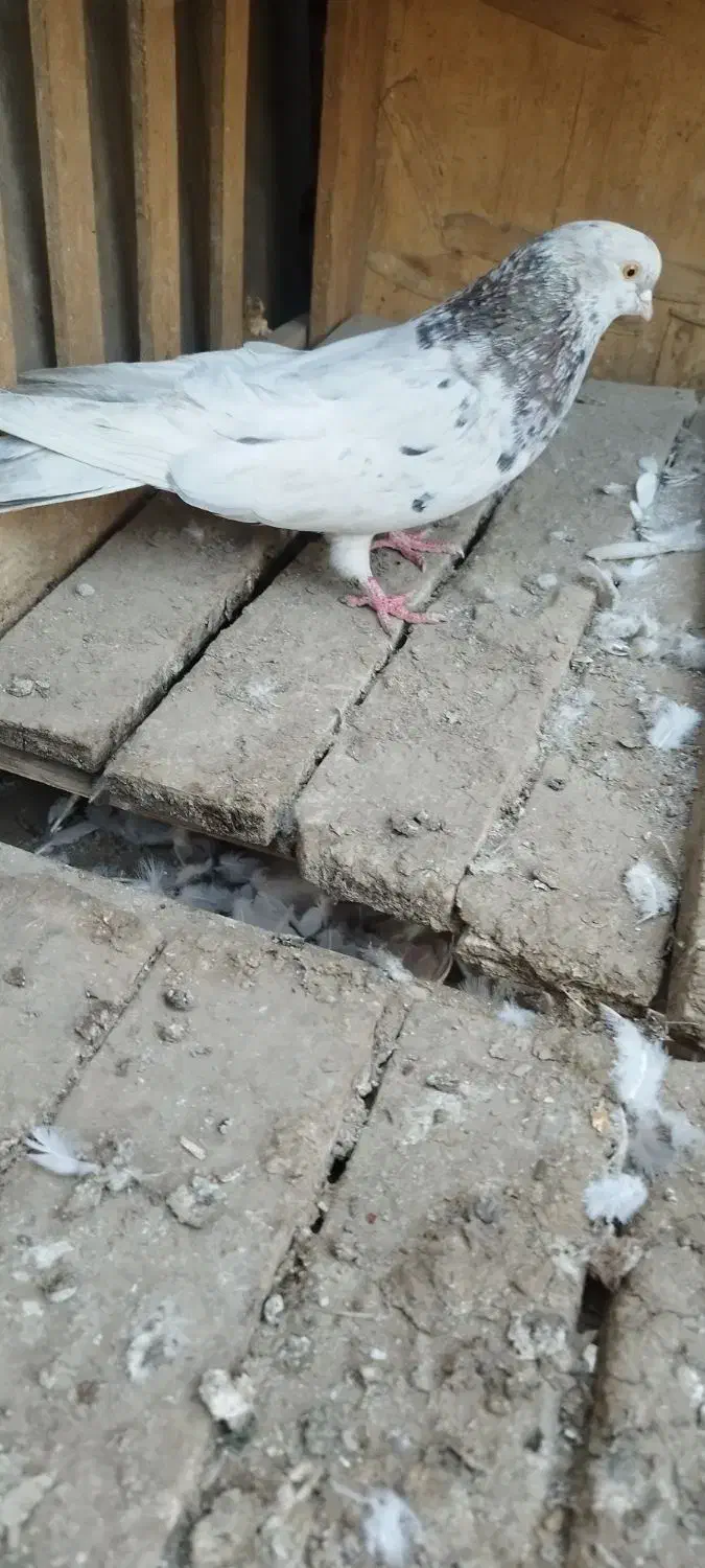 کفتر|پرنده|بهارستان, |دیوار