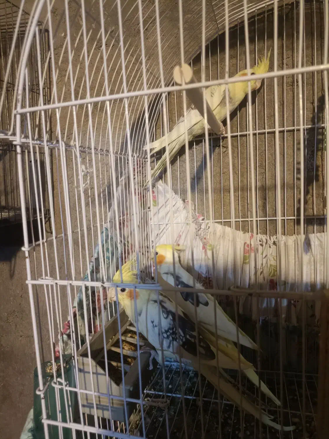 عروس هلندی لوتینو|پرنده|سیرجان, |دیوار